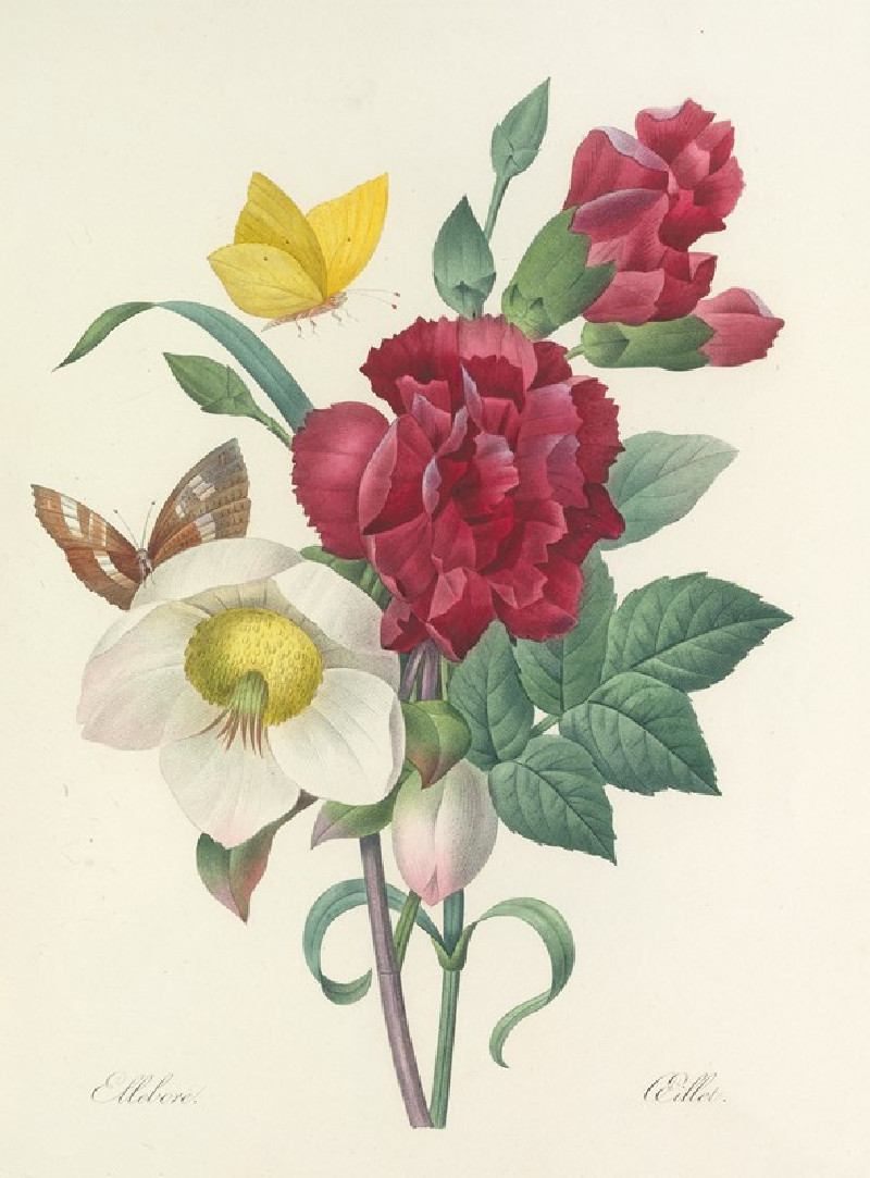 Choix des plus belles fleurs pl 037 (1827) reproduction of painting by Pierre Joseph Redouté. ALL GICLEE PRINTS