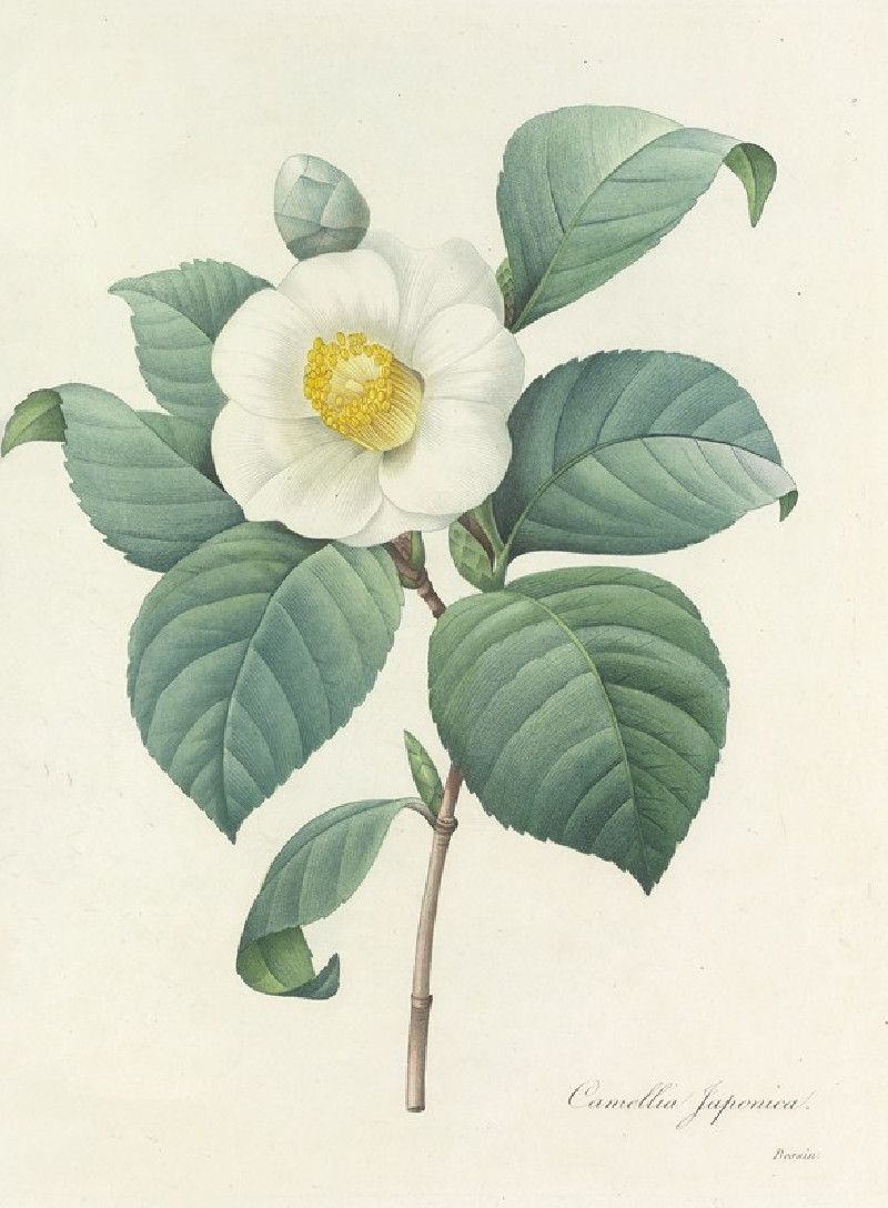 Pierre Joseph Redouté reprodukcija Choix des plus belles fleurs pl 016 (1827), VISOS REPRODUKCIJOS , paveikslai, reprodukcijo...