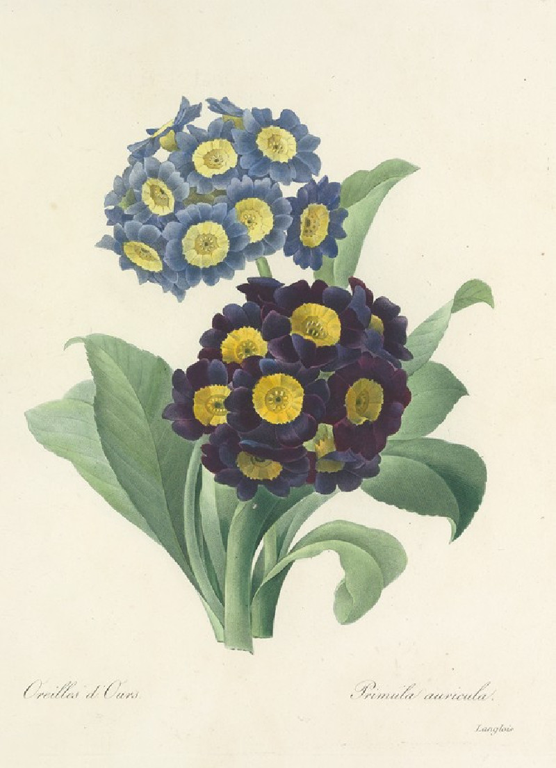 Pierre Joseph Redouté reprodukcija Choix des plus belles fleurs pl 059 (1827), VISOS REPRODUKCIJOS , paveikslai, reprodukcijo...