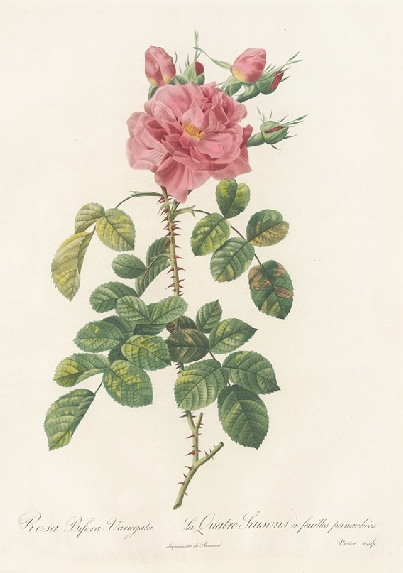 Pierre Joseph Redouté reprodukcija Rosa Bifera Variegata (1817 - 1824), VISOS REPRODUKCIJOS , paveikslai, reprodukcijos inter...