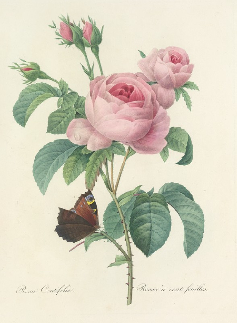 Choix des plus belles fleurs pl 088 (1827) reproduction of painting by Pierre Joseph Redouté. ALL GICLEE PRINTS