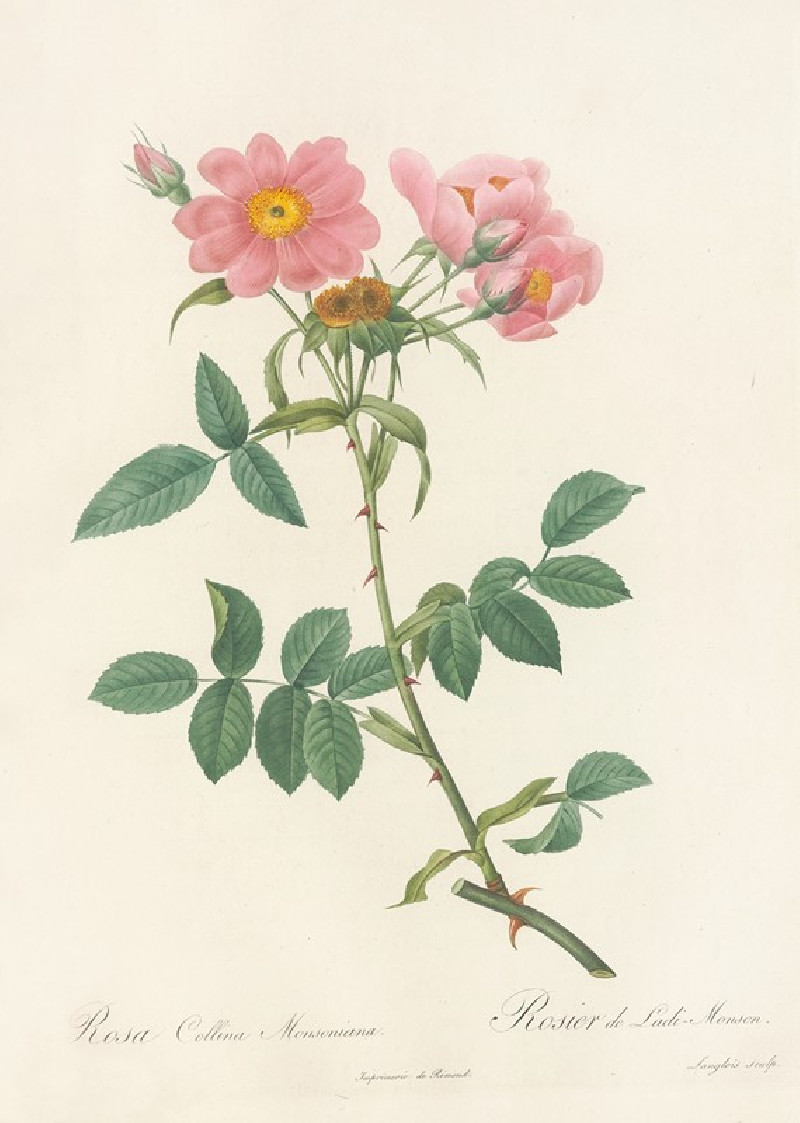 Rosa Collina Monsoniana (1817 - 1824) reproduction of painting by Pierre Joseph Redouté. ALL GICLEE PRINTS