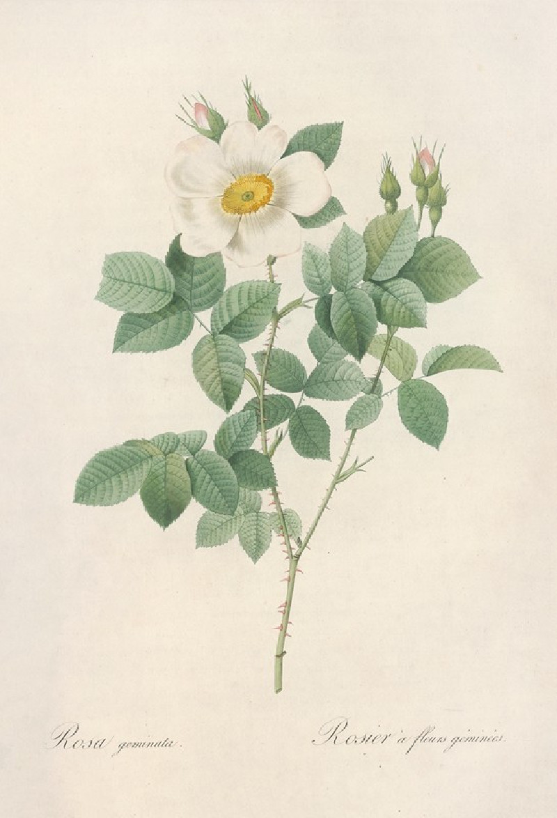 Rosa Geminata (1817 - 1824) reproduction of painting by Pierre Joseph Redouté. ALL GICLEE PRINTS