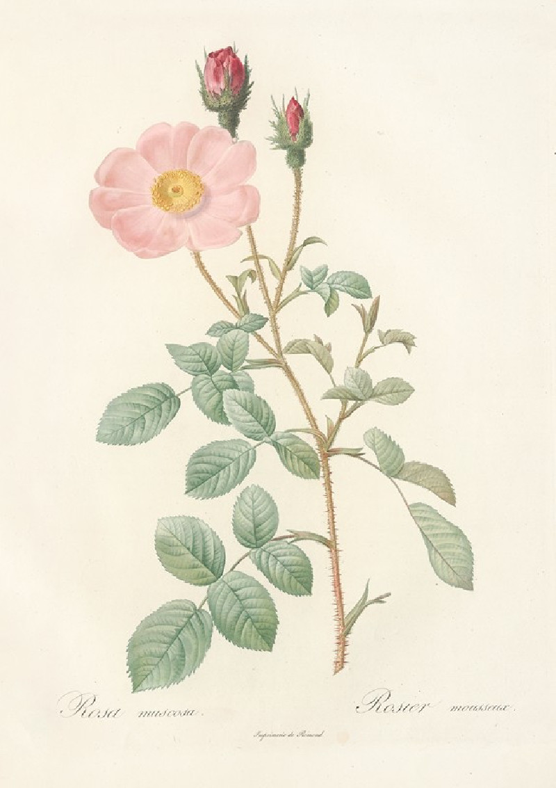 Pierre Joseph Redouté reprodukcija Rosa Muscosa ‘Simplex’ (1817 - 1824), VISOS REPRODUKCIJOS , paveikslai, reprodukcijos inte...