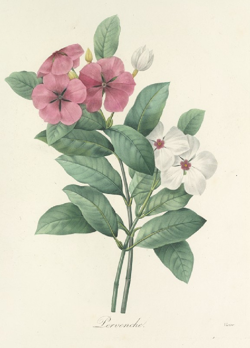 Pierre Joseph Redouté reprodukcija Choix des plus belles fleurs pl 068 (1827), VISOS REPRODUKCIJOS , paveikslai, reprodukcijo...