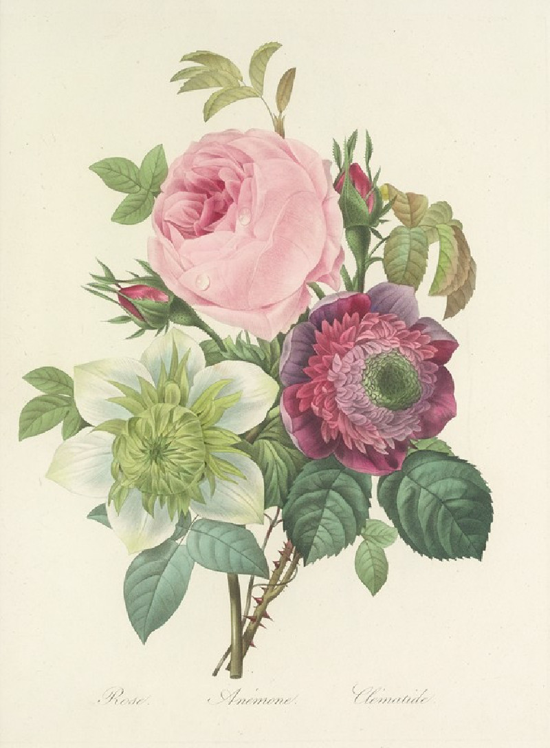 Choix des plus belles fleurs pl 095 (1827) reproduction of painting by Pierre Joseph Redouté. ALL GICLEE PRINTS