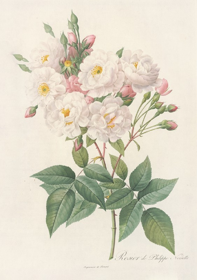 Rosa Noisettiana (1817 - 1824) reproduction of painting by Pierre Joseph Redouté. ALL GICLEE PRINTS