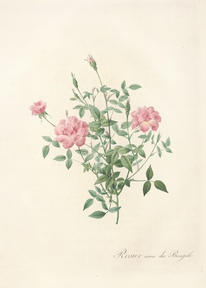 Rosa Indica Pumila (1817 - 1824) reproduction of painting by Pierre Joseph Redouté. ALL GICLEE PRINTS