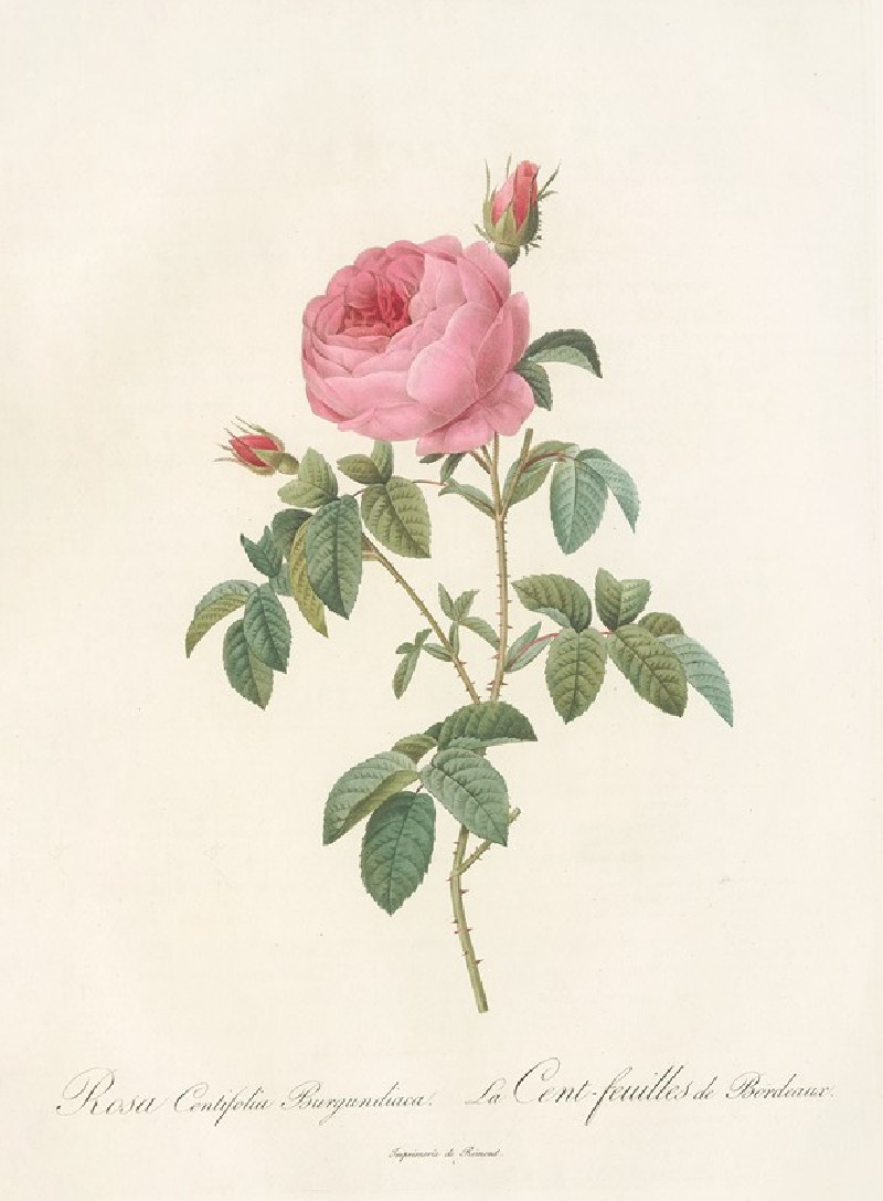 Rosa Centifolia Burgundiaca (1817 - 1824) reproduction of painting by Pierre Joseph Redouté. ALL GICLEE PRINTS