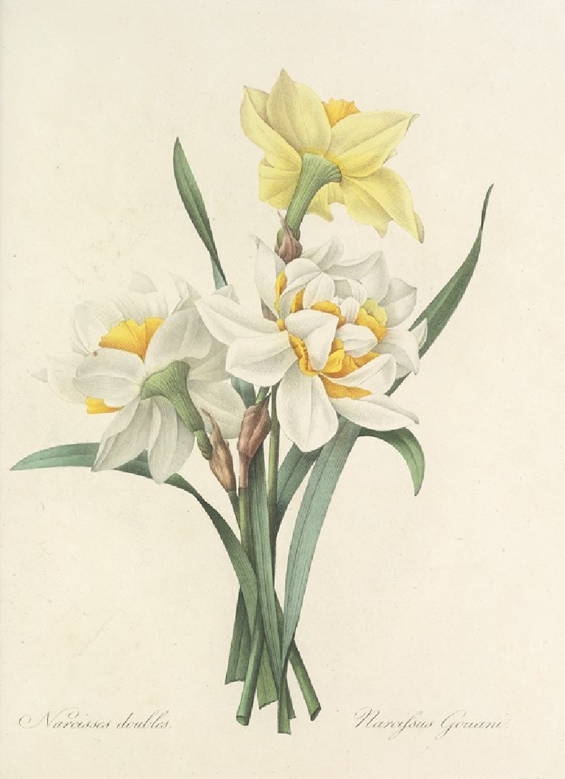 Pierre Joseph Redouté reprodukcija Choix des plus belles fleurs pl 051 (1827), VISOS REPRODUKCIJOS , paveikslai, reprodukcijo...