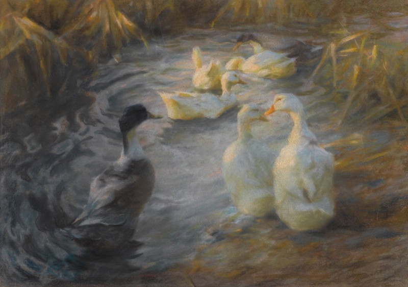 Ducks among reeds in a pond reproduction of painting by Alexander Koester. ALL GICLEE PRINTS