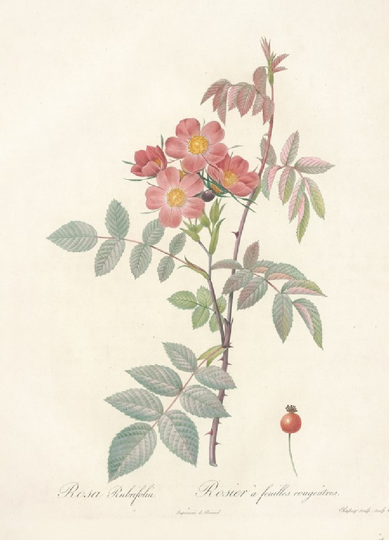 Rosa Rubrifolia (1817 - 1824) reproduction of painting by Pierre Joseph Redouté. ALL GICLEE PRINTS