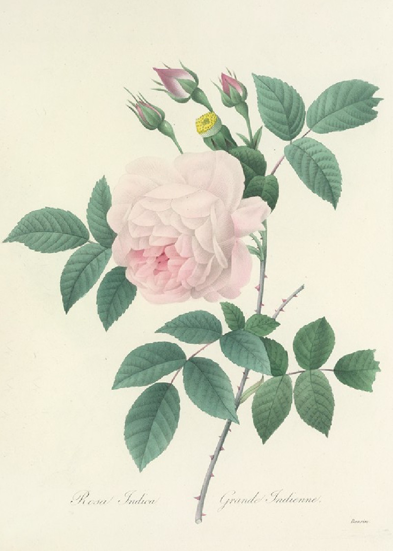 Choix des plus belles fleurs pl 091 (1827) reproduction of painting by Pierre Joseph Redouté. ALL GICLEE PRINTS