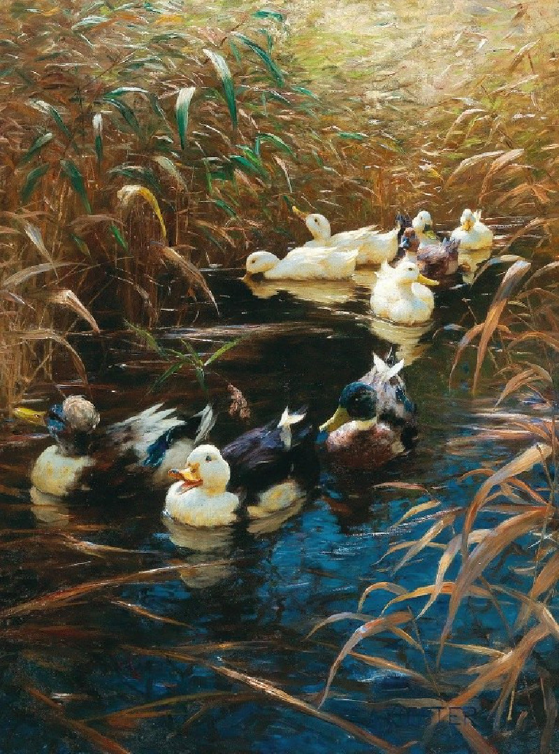 Ducks in autumn reeds reproduction of painting by Alexander Koester. ALL GICLEE PRINTS