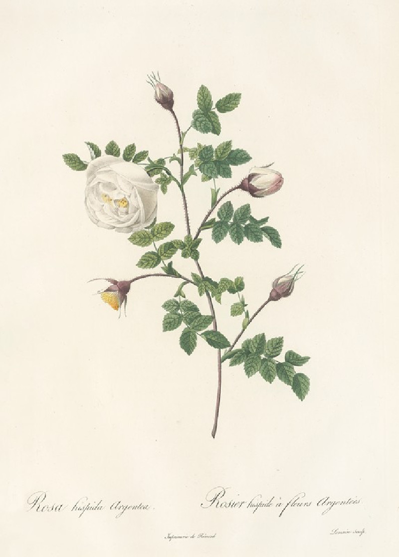 Rosa Hispida Argentea (1817 - 1824) reproduction of painting by Pierre Joseph Redouté. ALL GICLEE PRINTS