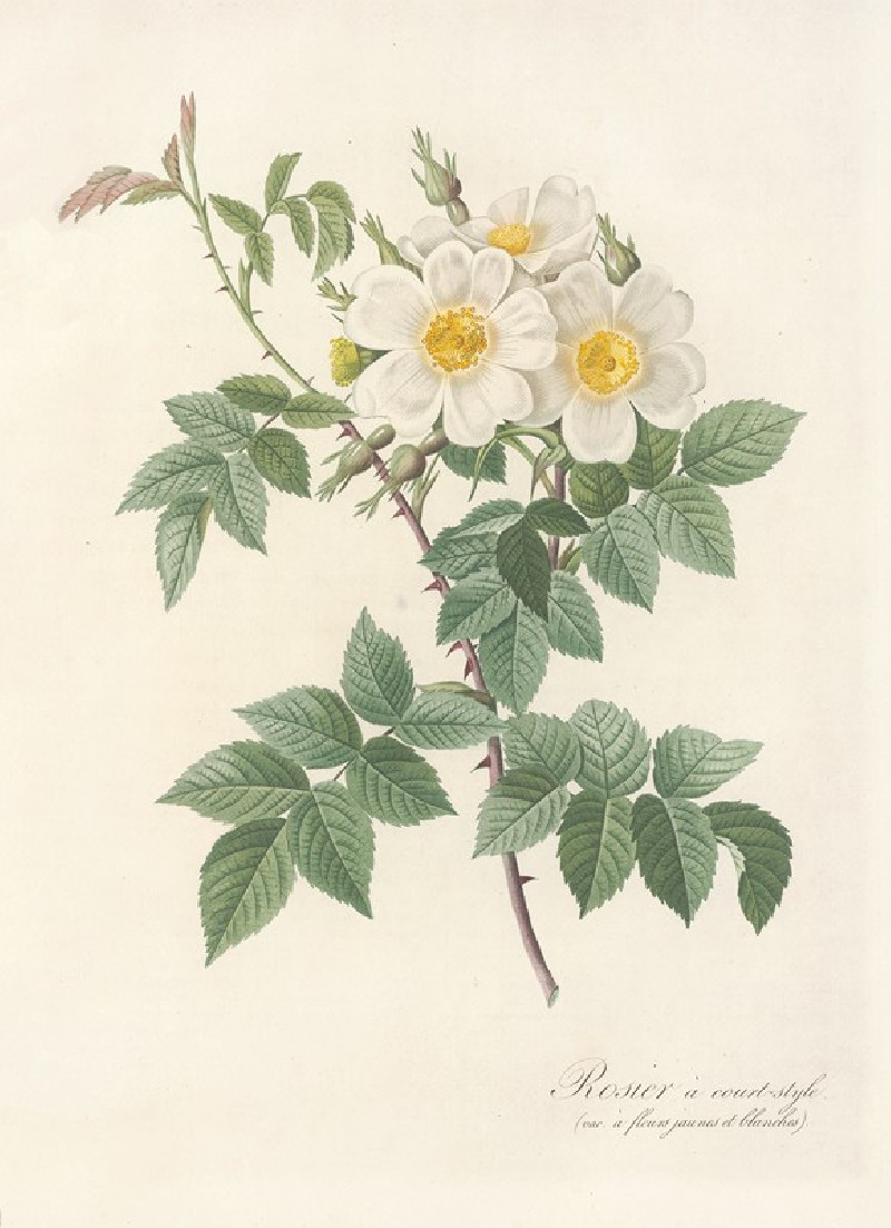 Pierre Joseph Redouté reprodukcija Rosa Brevistyla Leucochroa (1817 - 1824), VISOS REPRODUKCIJOS , paveikslai, reprodukcijos ...