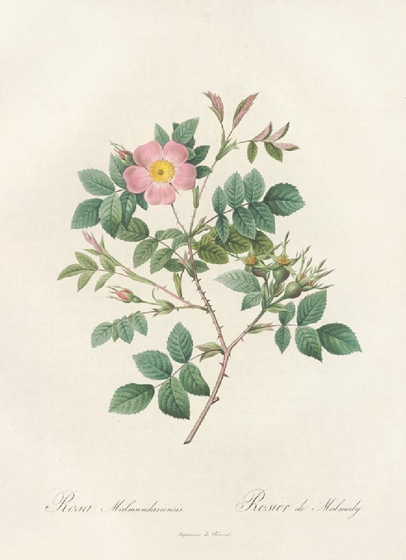 Rosa Malmundariensis (1817 - 1824) reproduction of painting by Pierre Joseph Redouté. ALL GICLEE PRINTS