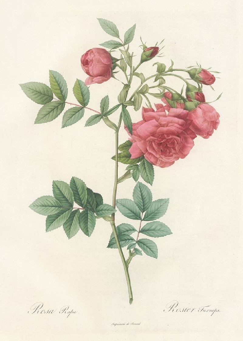 Pierre Joseph Redouté reprodukcija Rosa Rapa (1817 - 1824), VISOS REPRODUKCIJOS , paveikslai, reprodukcijos internetu