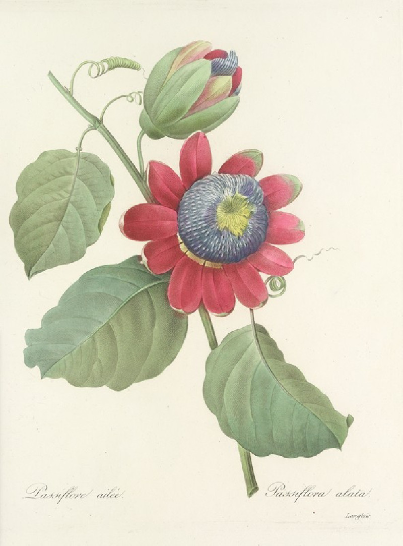 Choix des plus belles fleurs pl 061 (1827) reproduction of painting by Pierre Joseph Redouté. ALL GICLEE PRINTS