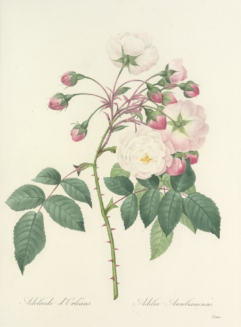 Choix des plus belles fleurs pl 002 (1827) reproduction of painting by Pierre Joseph Redouté. ALL GICLEE PRINTS