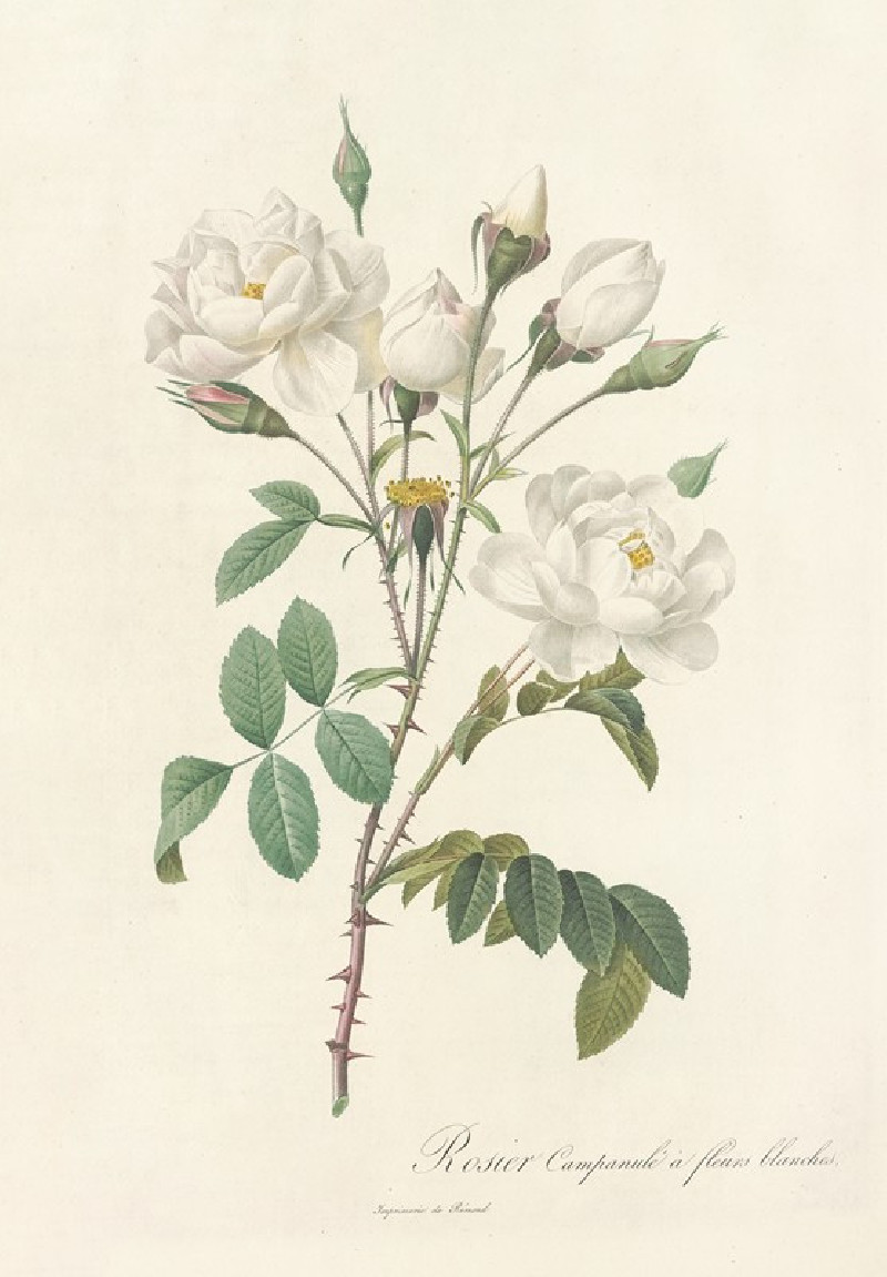 Rosa Campanulata Alba (1817 - 1824) reproduction of painting by Pierre Joseph Redouté. ALL GICLEE PRINTS