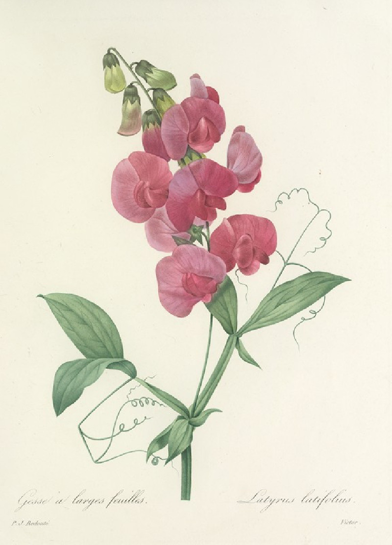 Choix des plus belles fleurs pl 038 (1827) reproduction of painting by Pierre Joseph Redouté. ALL GICLEE PRINTS