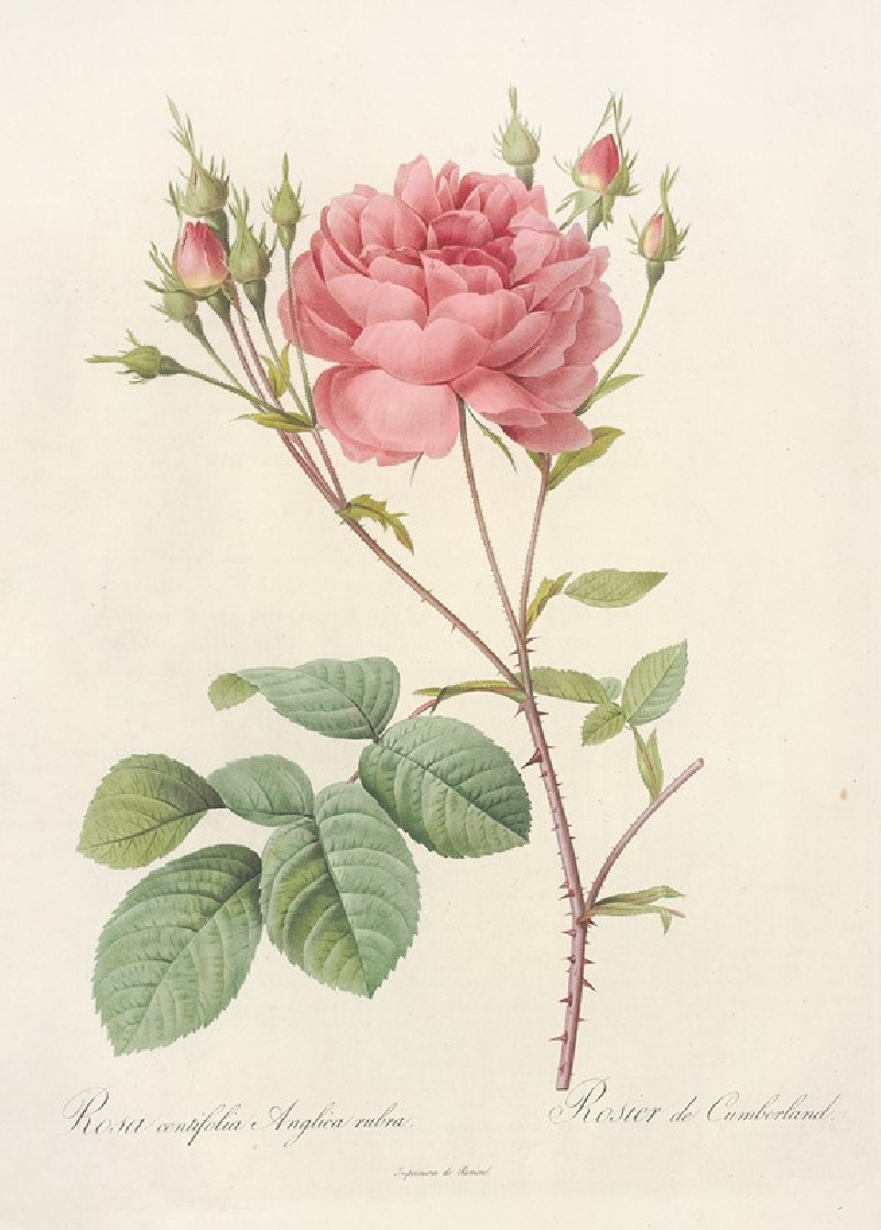 Rosa Centifolia Anglica Rubra (1817 - 1824) reproduction of painting by Pierre Joseph Redouté. ALL GICLEE PRINTS