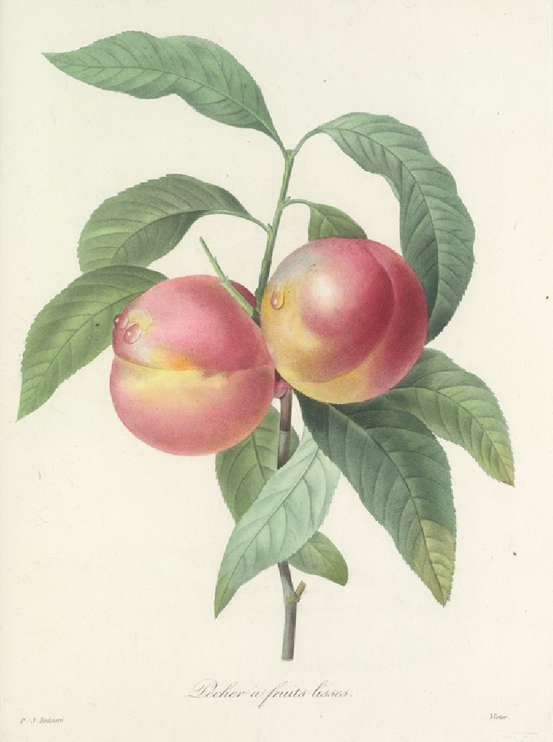 Choix des plus belles fleurs pl 065 (1827) reproduction of painting by Pierre Joseph Redouté. ALL GICLEE PRINTS