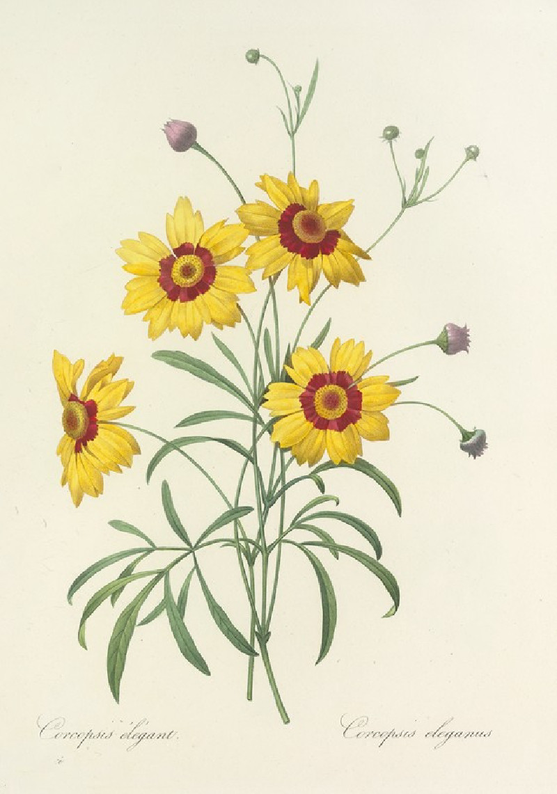 Pierre Joseph Redouté reprodukcija Choix des plus belles fleurs pl 026 (1827), VISOS REPRODUKCIJOS , paveikslai, reprodukcijo...