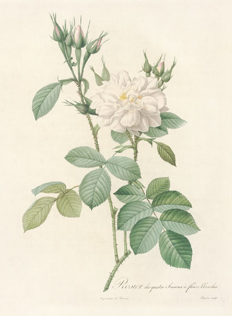 Rosa Bifera Alba (1817 - 1824) reproduction of painting by Pierre Joseph Redouté. ALL GICLEE PRINTS