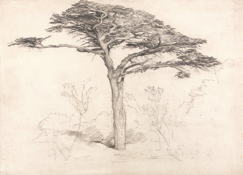 Old Cedar Tree in Botanic Garden, Chelsea (1854) reproduction of painting by Samuel Palmer. ALL GICLEE PRINTS