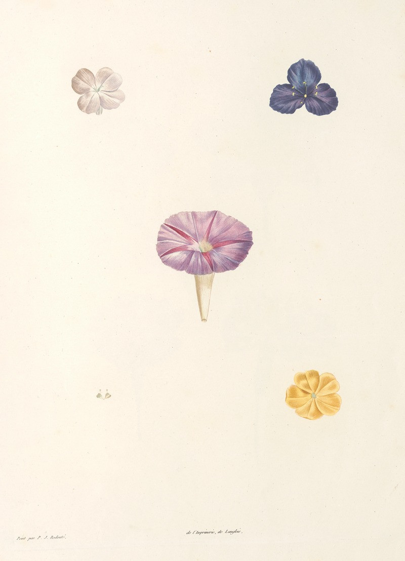 Pierre Joseph Redouté reprodukcija La botanique de J. J. Rousseau Pl 56 (1805), VISOS REPRODUKCIJOS , paveikslai, reprodukcij...