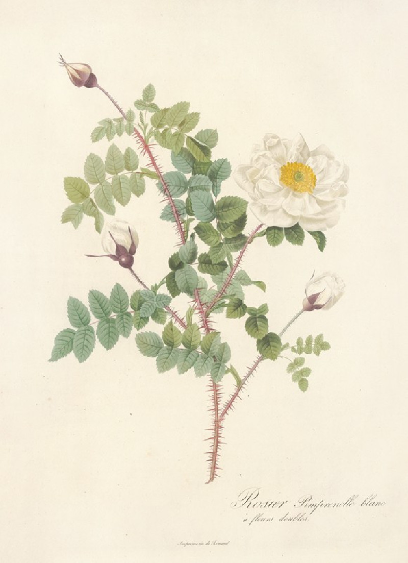 Rosa Pimpinellifolia Alba Flore Multiplici (1817 - 1824) reproduction of painting by Pierre Joseph Redouté. ALL GICLEE PRINTS