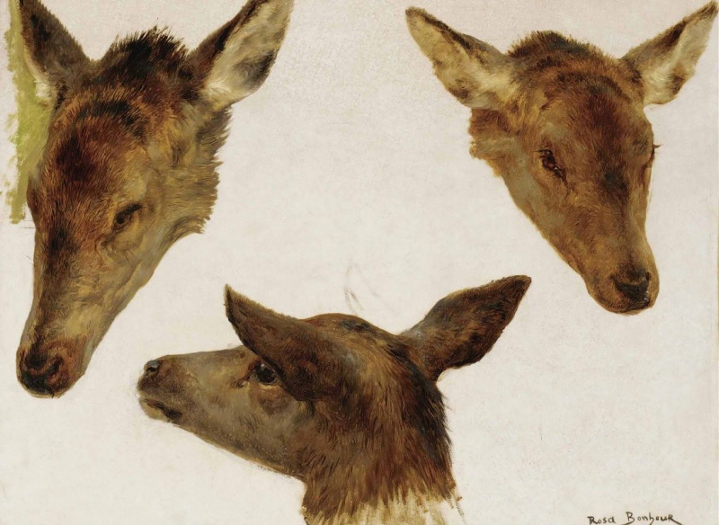 Study Of Deer Heads reproduction of painting by Rosa Bonheur. ALL GICLEE PRINTS