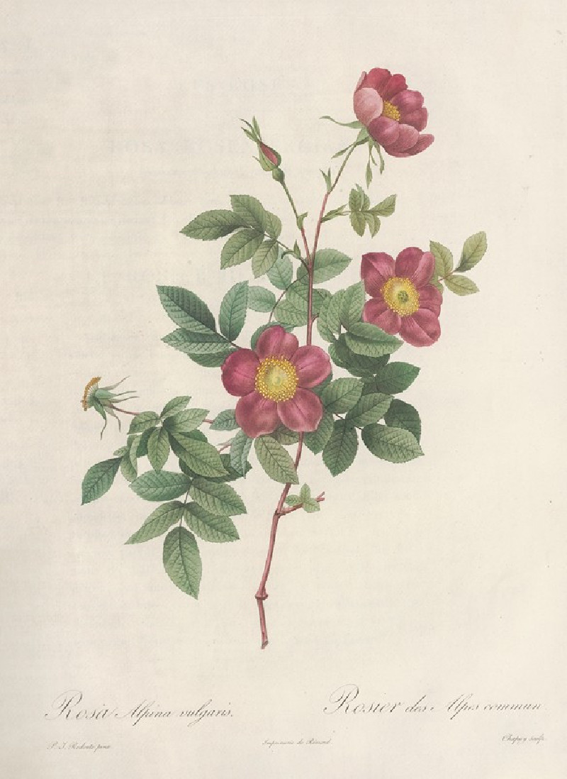 Pierre Joseph Redouté reprodukcija Rosa Alpina Vulgaris (1817 - 1824), VISOS REPRODUKCIJOS , paveikslai, reprodukcijos internetu