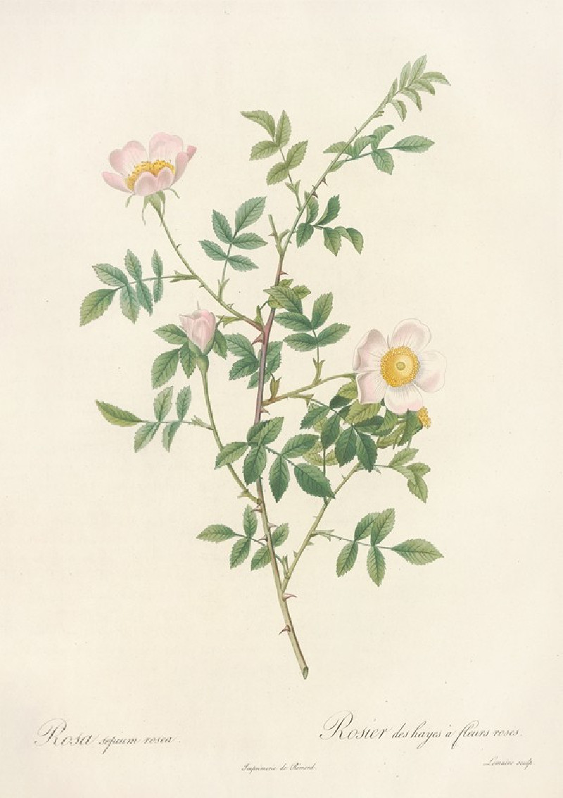 Rosa Sepium Rosea (1817 - 1824) reproduction of painting by Pierre Joseph Redouté. ALL GICLEE PRINTS