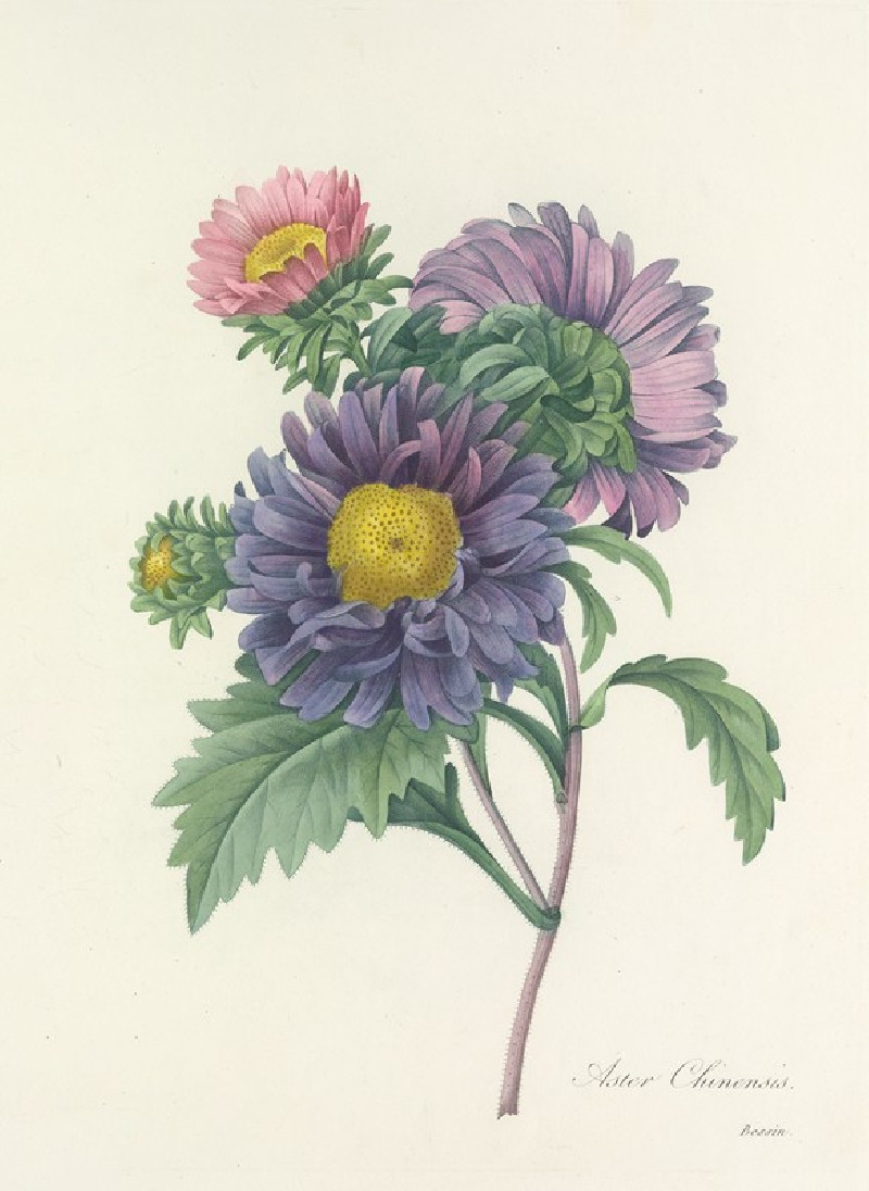 Choix des plus belles fleurs pl 010 (1827) reproduction of painting by Pierre Joseph Redouté. ALL GICLEE PRINTS