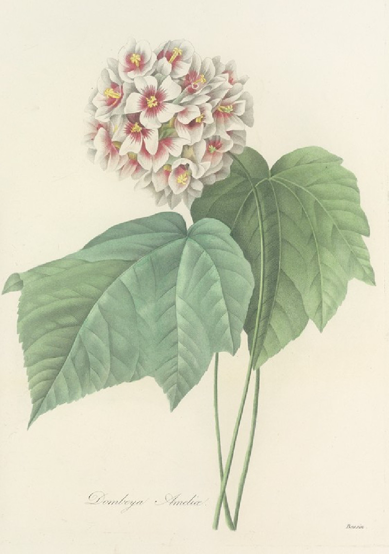 Choix des plus belles fleurs pl 036 (1827) reproduction of painting by Pierre Joseph Redouté. ALL GICLEE PRINTS