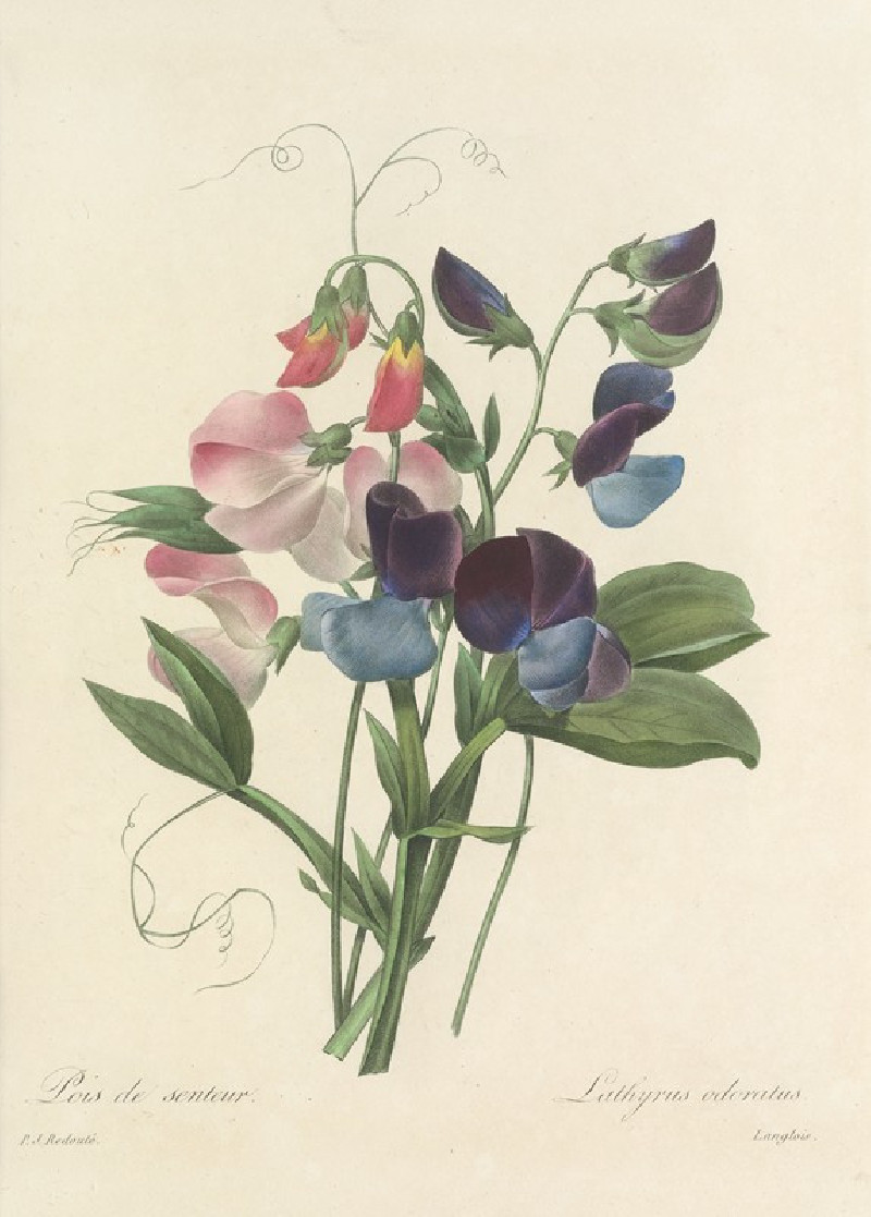 Pierre Joseph Redouté reprodukcija Choix des plus belles fleurs pl 039 (1827), VISOS REPRODUKCIJOS , paveikslai, reprodukcijo...