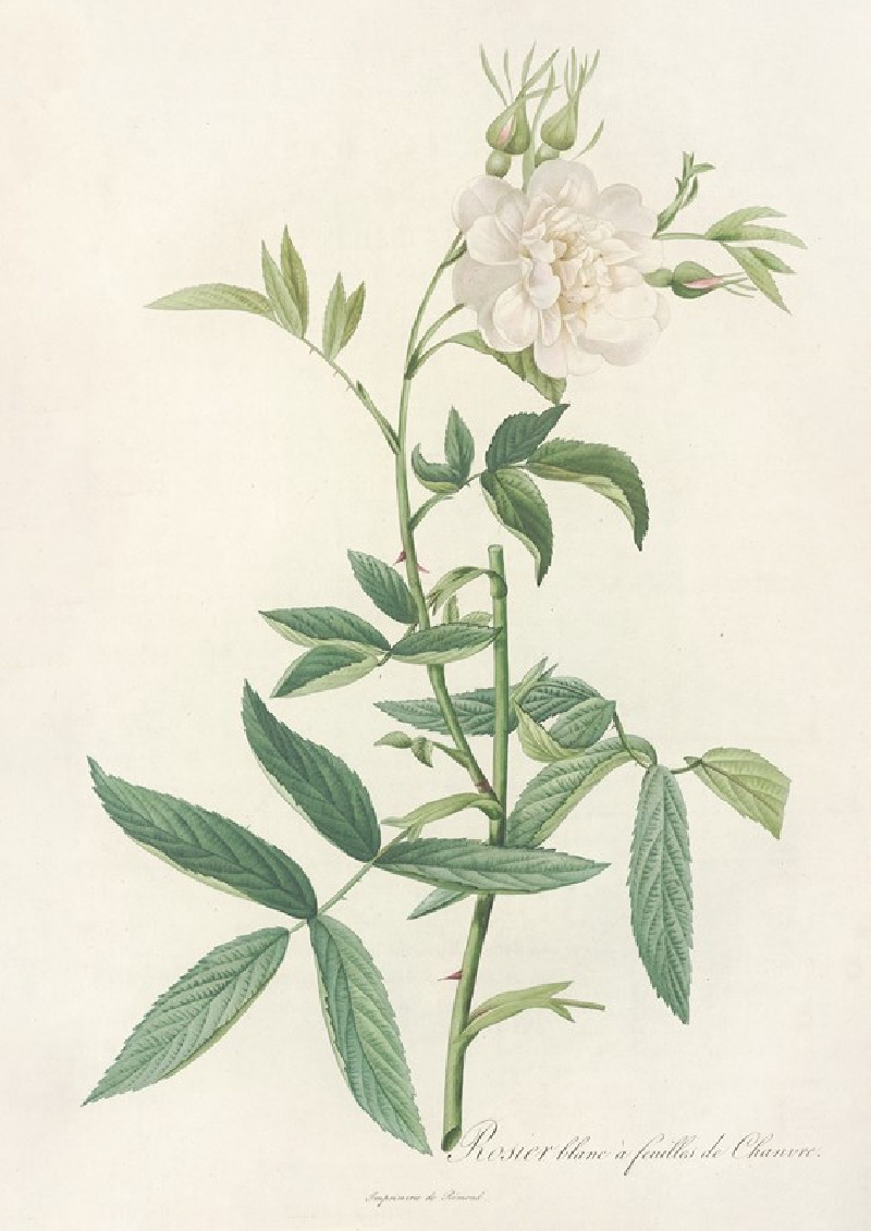 Rosa Alba Cimbaefolia (1817 - 1824) reproduction of painting by Pierre Joseph Redouté. ALL GICLEE PRINTS