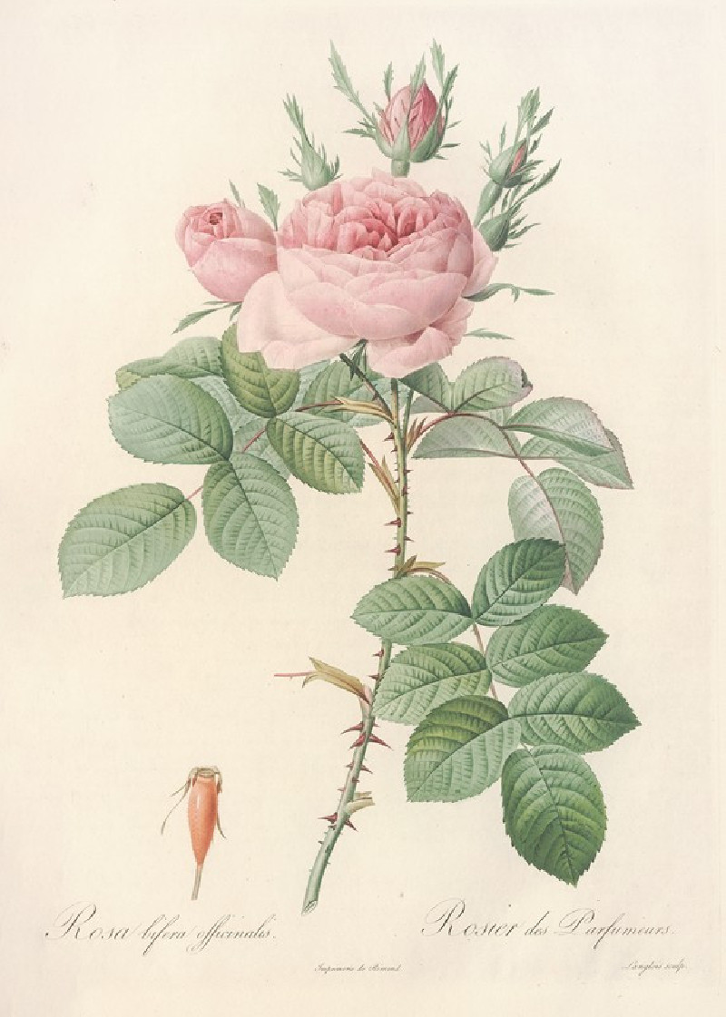 Rosa bifera Officinalis (1817 - 1824) reproduction of painting by Pierre Joseph Redouté. ALL GICLEE PRINTS