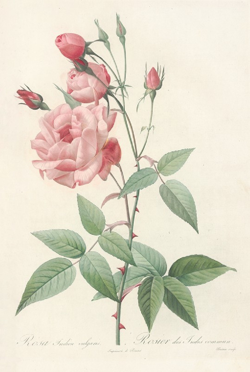 Rosa Indica Vulgaris (1817 - 1824) reproduction of painting by Pierre Joseph Redouté. ALL GICLEE PRINTS