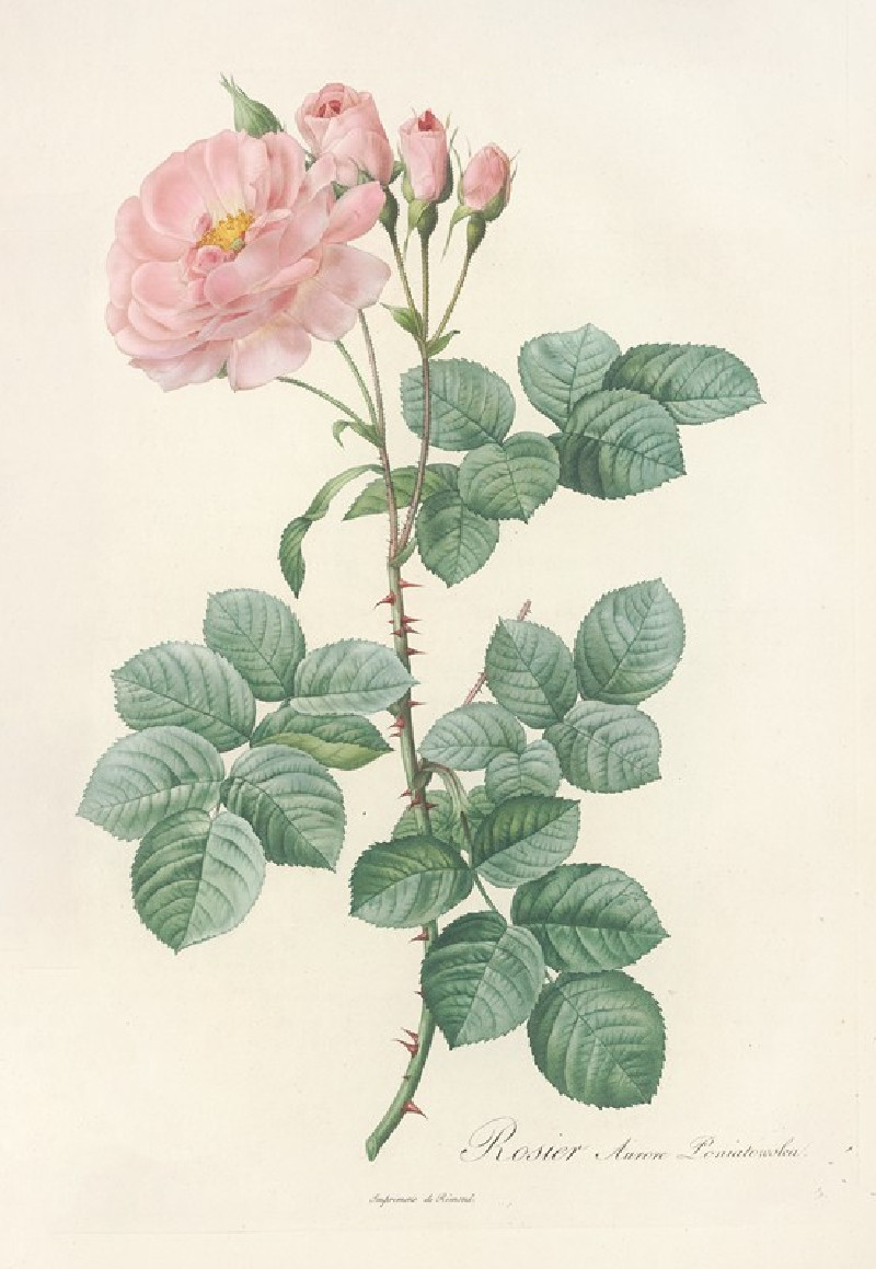 Rosa Damascena Aurora (1817 - 1824) reproduction of painting by Pierre Joseph Redouté. ALL GICLEE PRINTS