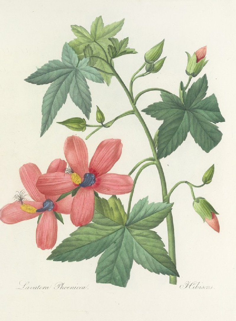 Choix des plus belles fleurs pl 041 (1827) reproduction of painting by Pierre Joseph Redouté. ALL GICLEE PRINTS