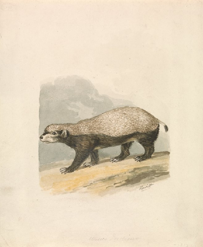 Honey-Badger (1817) reproduction of painting by Samuel Howitt. ALL GICLEE PRINTS