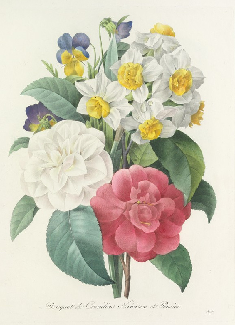 Choix des plus belles fleurs pl 015 (1827) reproduction of painting by Pierre Joseph Redouté. ALL GICLEE PRINTS