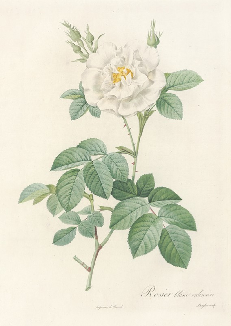 Rosa Alba Flore Pleno (1817 - 1824) reproduction of painting by Pierre Joseph Redouté. ALL GICLEE PRINTS