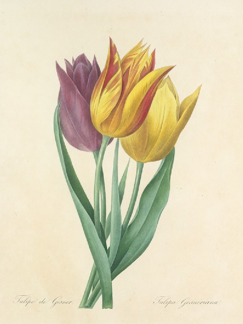 Choix des plus belles fleurs pl 108 (1827) reproduction of painting by Pierre Joseph Redouté. ALL GICLEE PRINTS