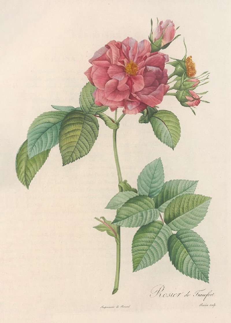 Rosa Turbinata (1817 - 1824) reproduction of painting by Pierre Joseph Redouté. ALL GICLEE PRINTS