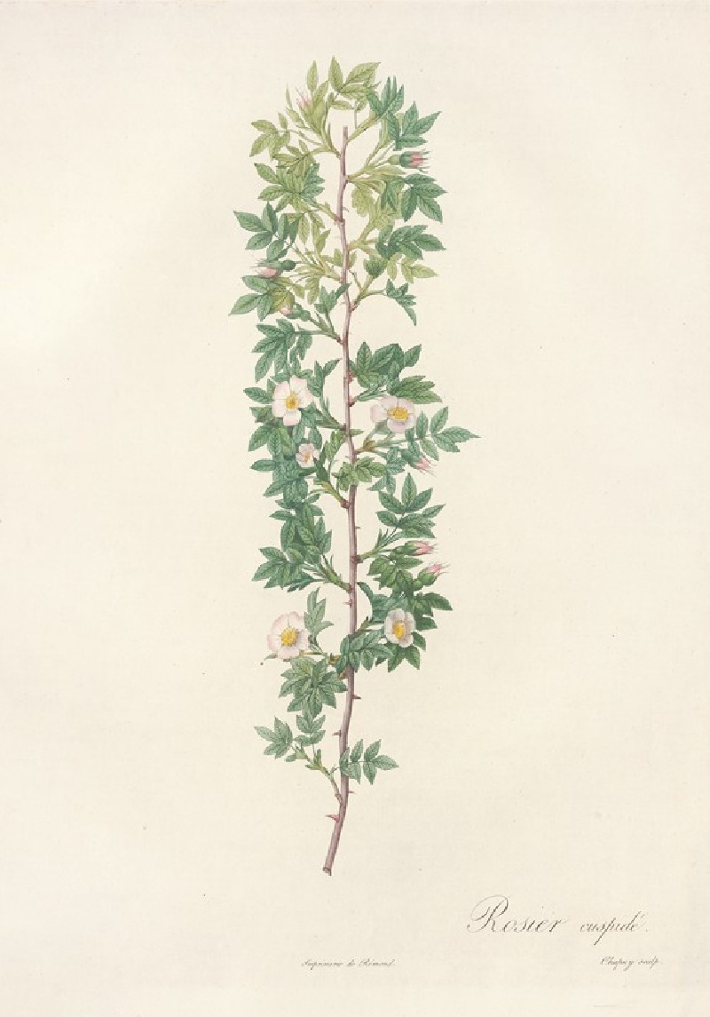 Rosa Aciphylla (1817 - 1824) reproduction of painting by Pierre Joseph Redouté. ALL GICLEE PRINTS